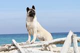 AKITA AMERICAIN 096